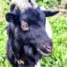 Winston black goat